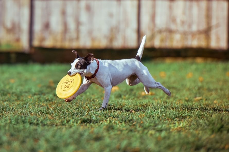 ernaehrung hund