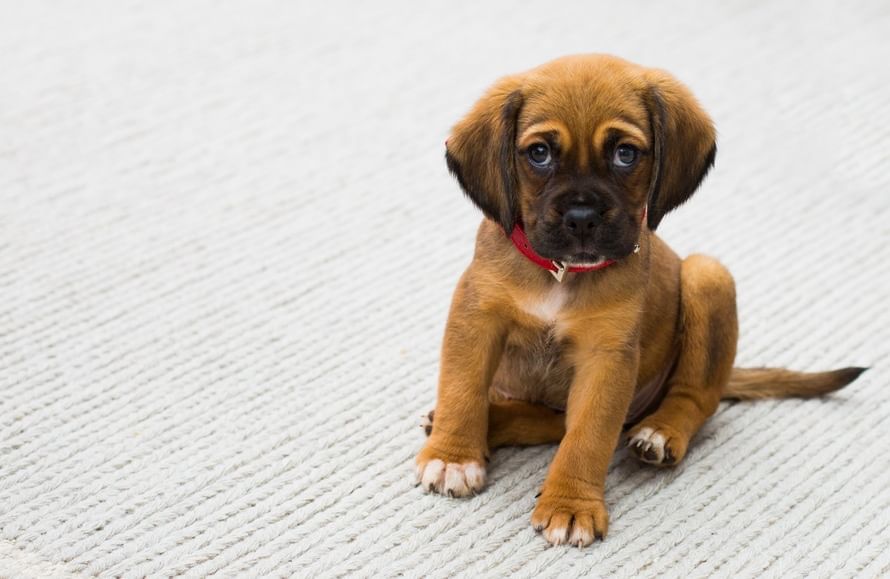 gutschein hundefutter