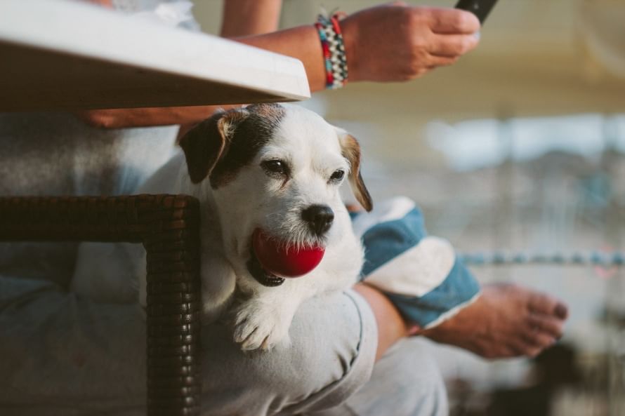 hundefutter bio