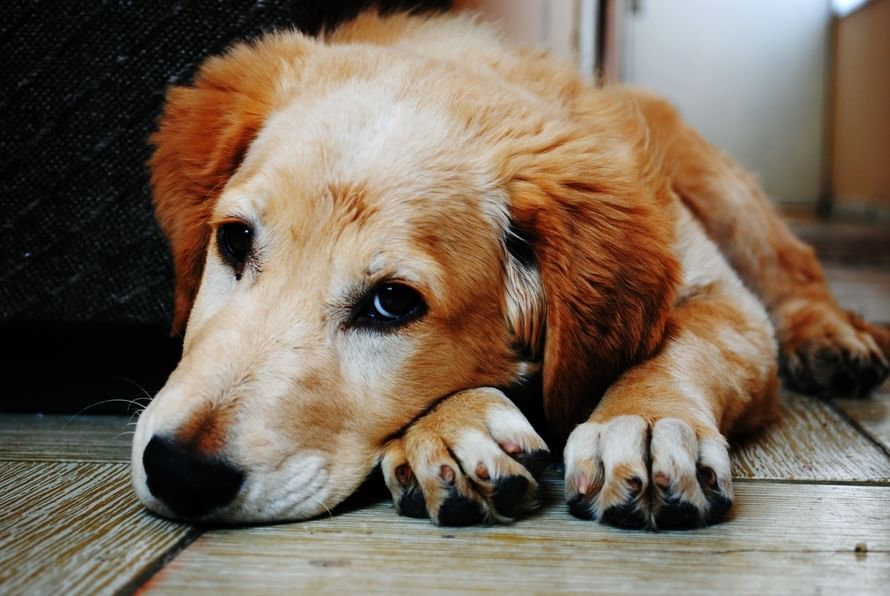 hundefutter gesund