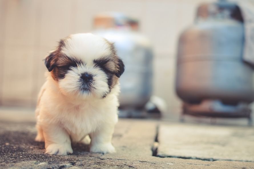 hundefutter gutschein