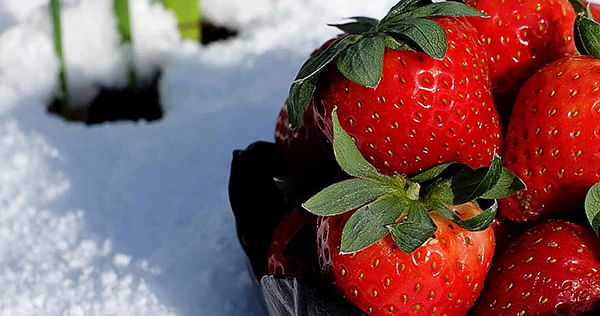 Meine Mensa: Warum es im Winter in der Mensa keine Erdbeeren gibt.