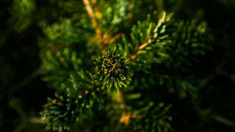 Tannenbaum-Upcycling