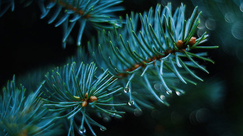 Tannenbaum-Upcycling