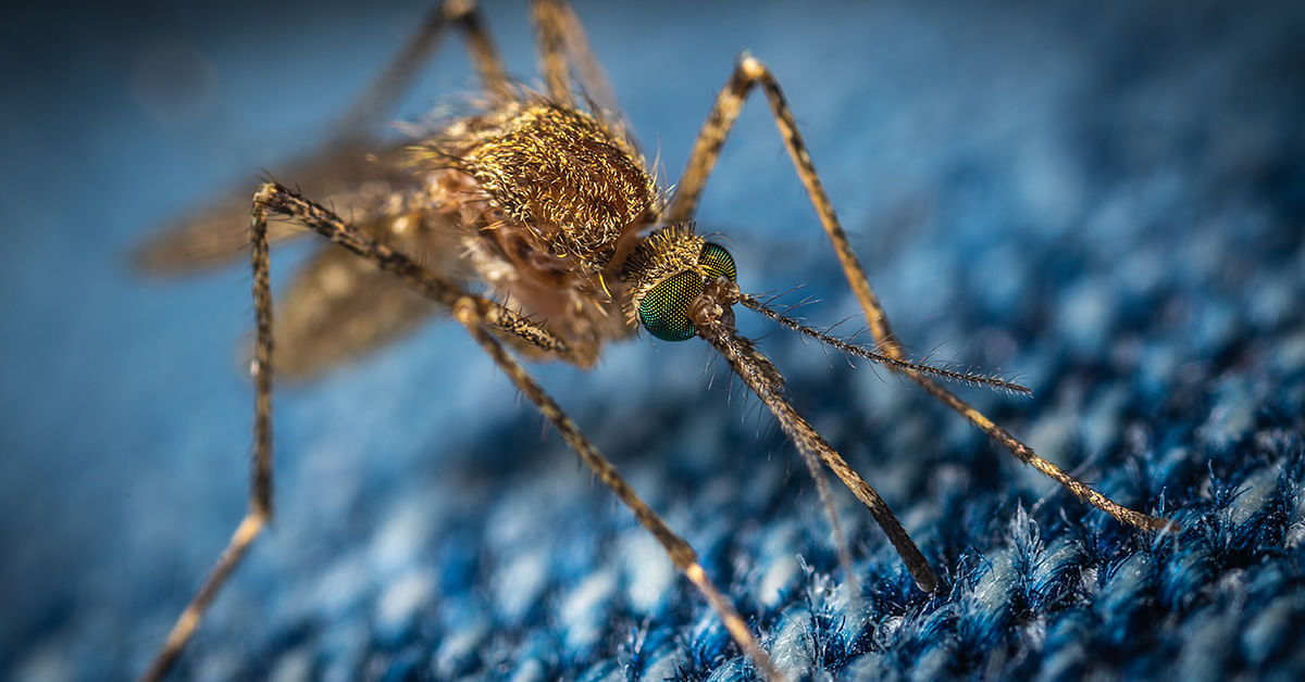 insektenstichen 2