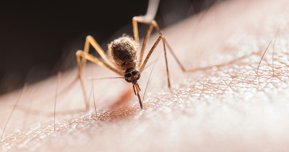 DIY: Natürliche Hilfe bei Insektenstichen