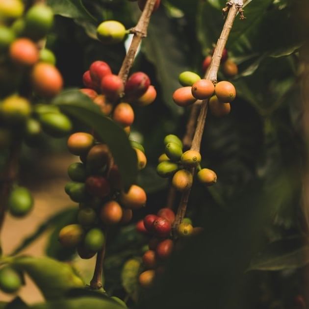 unbound coffee roasters