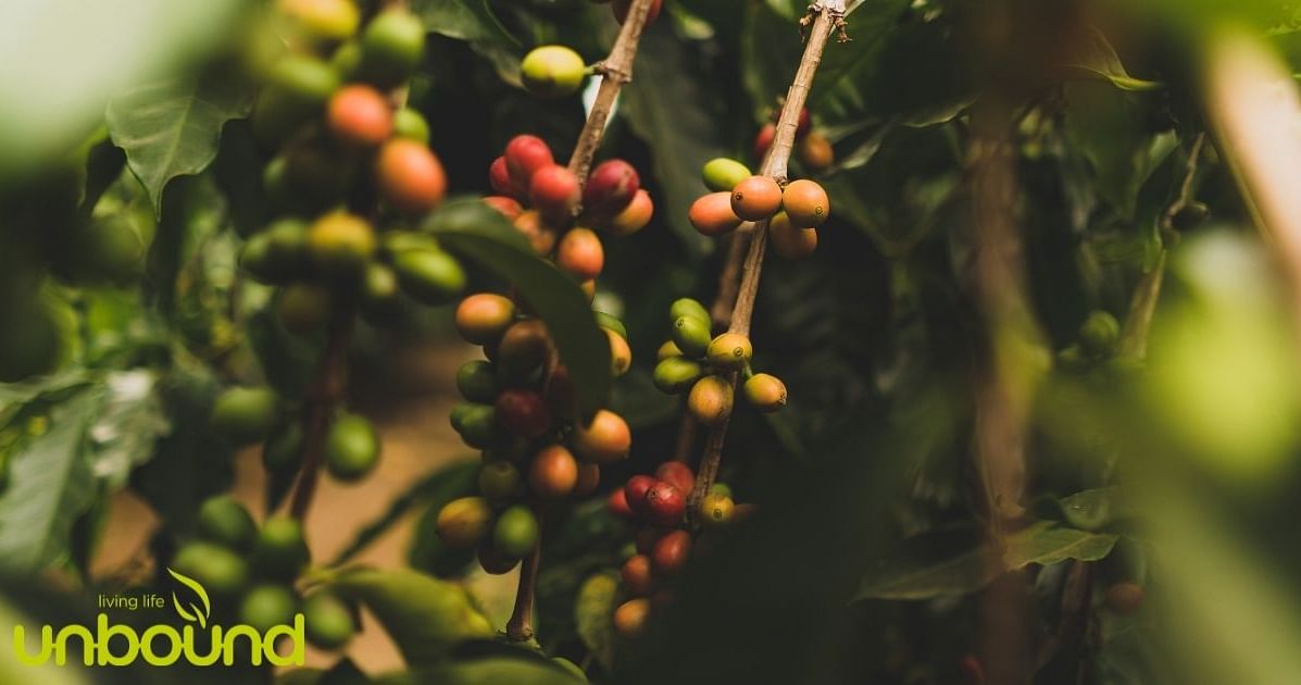 Jede Bohne zählt: Warum wir in Sachen Kaffee genauer hinschauen sollten